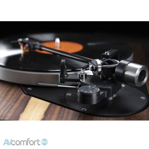 Dual Primus Maximus Black Limba